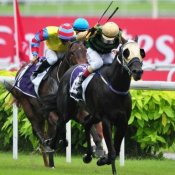 Makkura (Saifudin Ismail) on her way to a brilliant win in the Paititi Gold Trophy on Sunday.<br>Photo by Singapore Turf Club